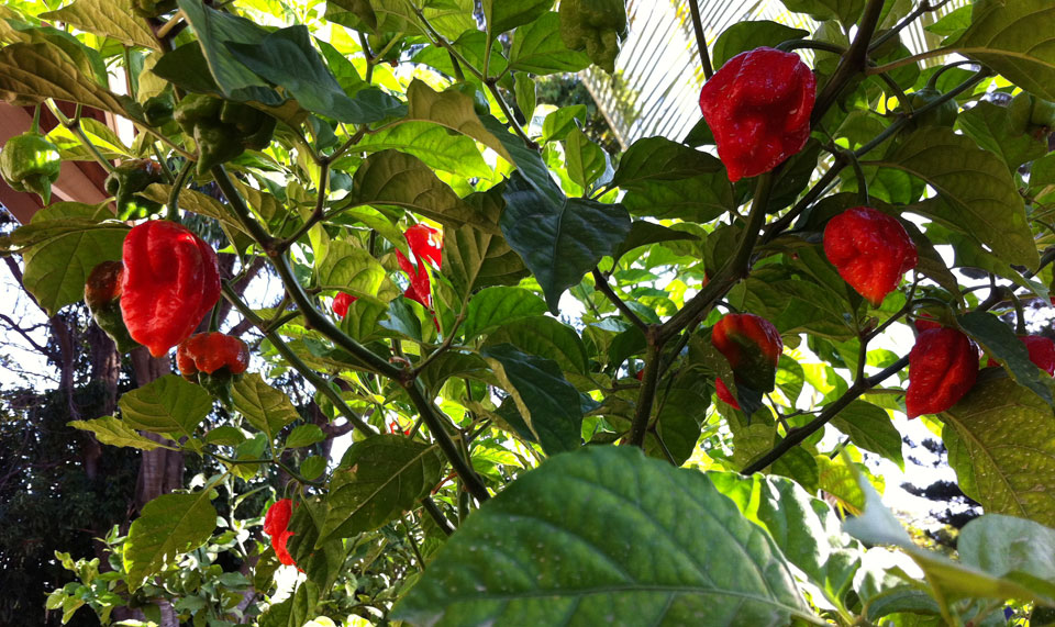Стиглі яскраво-червоні перці Trinidad Moruga Scorpion серед зеленого листя